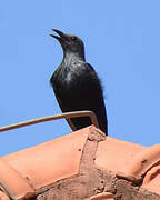 Red-winged Starling