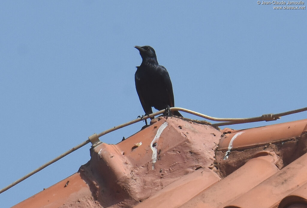 Red-winged Starling male adult