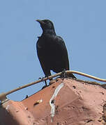 Red-winged Starling