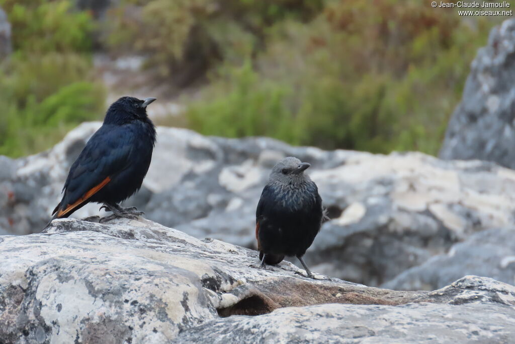 Red-winged Starlingadult