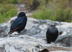 Red-winged Starling