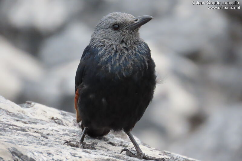 Red-winged Starling female