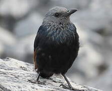 Red-winged Starling