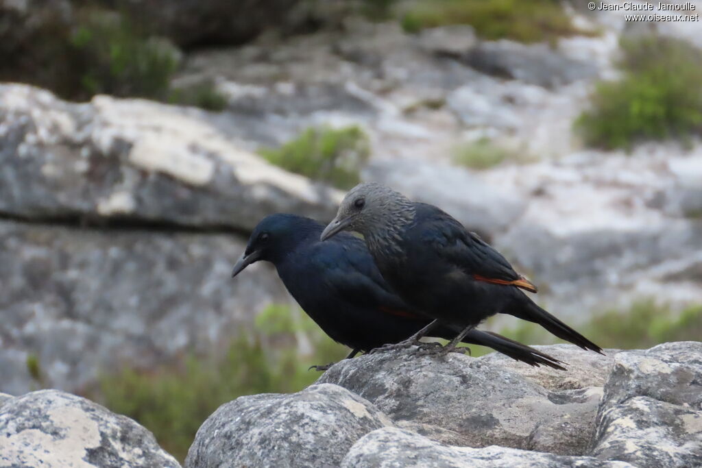 Red-winged Starlingadult