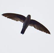 Salangane à nid noir