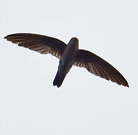 Salangane à nid noir