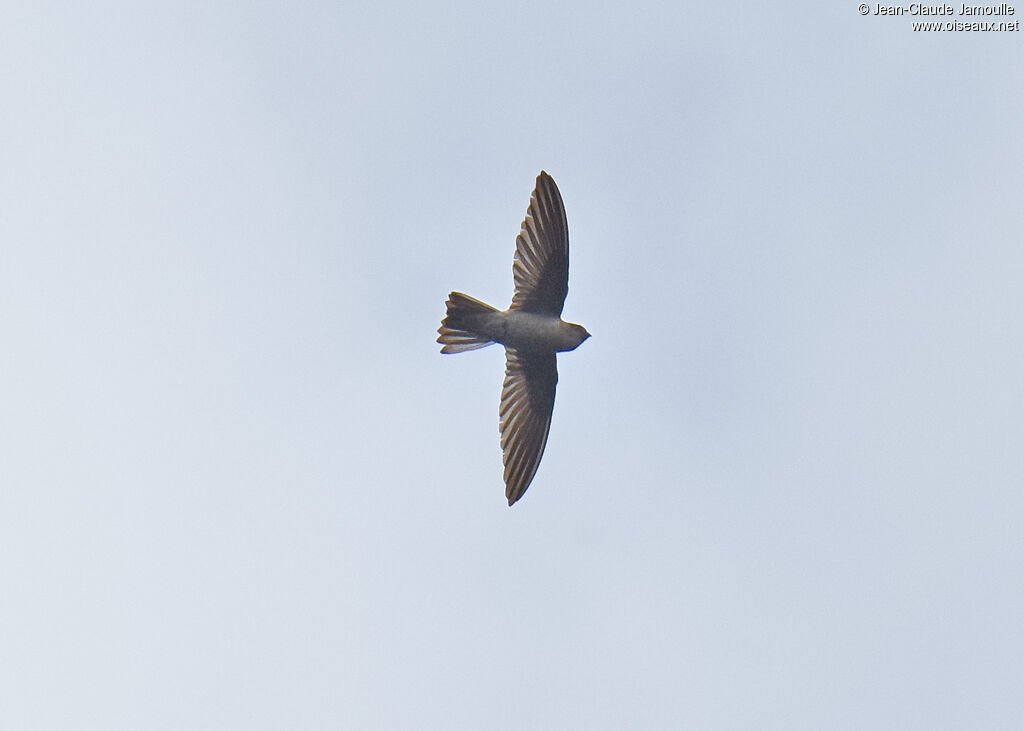 Himalayan Swiftlet