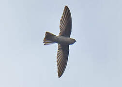 Himalayan Swiftlet