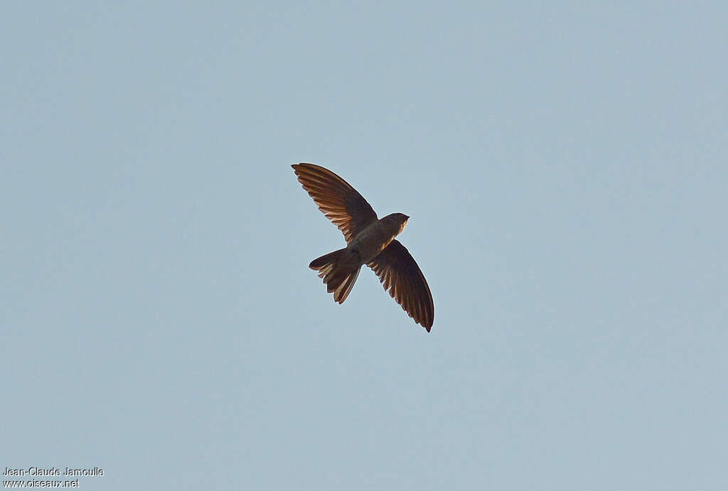 Himalayan Swiftlet, identification