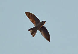 Himalayan Swiftlet