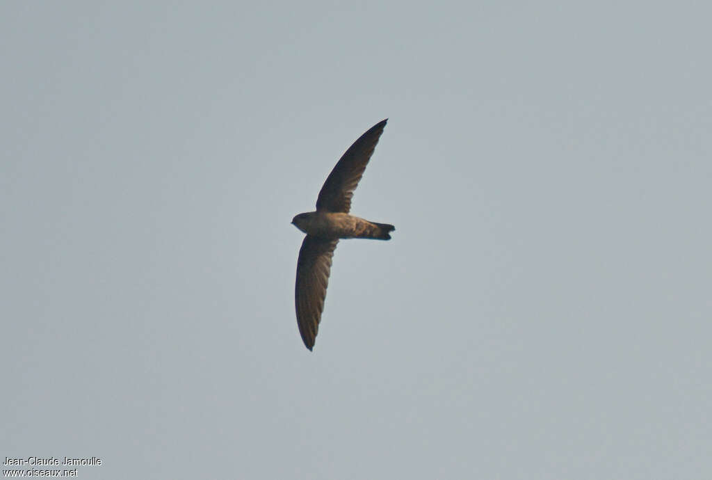 Himalayan Swiftlet, identification