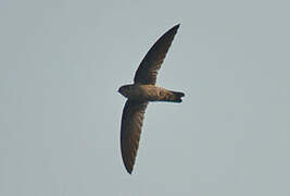 Himalayan Swiftlet