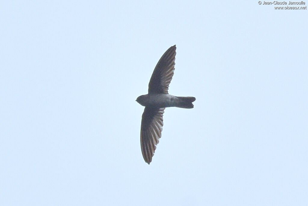 Himalayan Swiftlet