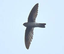 Himalayan Swiftlet