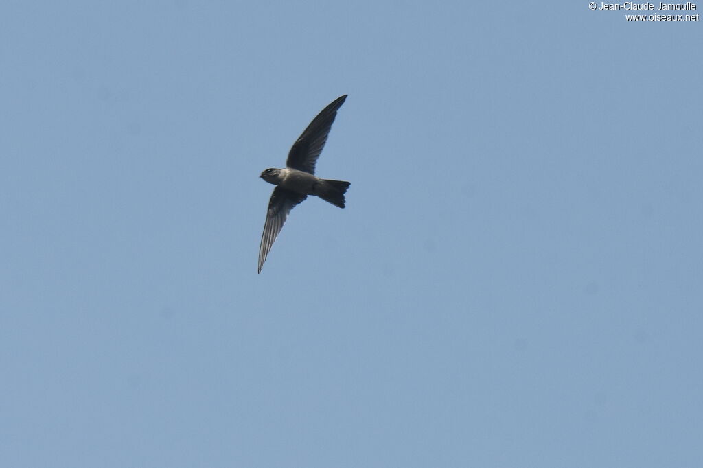 Himalayan Swiftlet