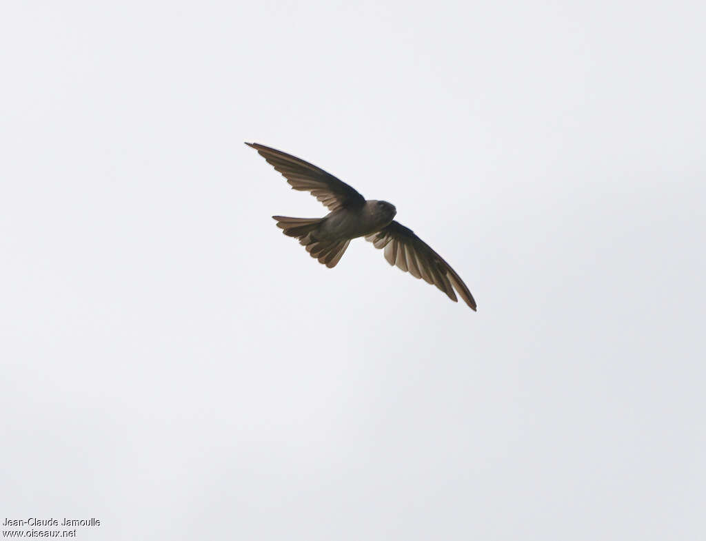 Marquesan Swiftletadult, Flight