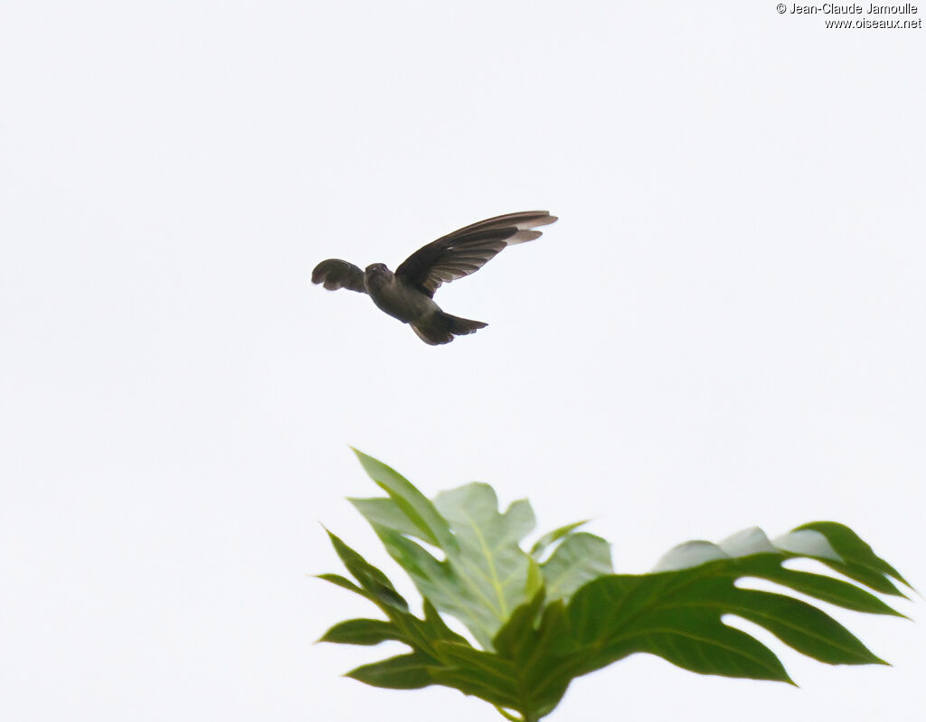 Marquesan Swiftletadult, Flight