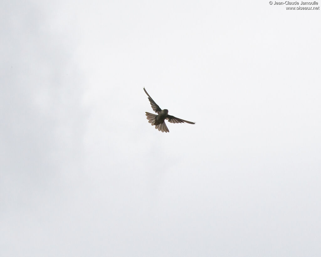 Marquesan Swiftlet