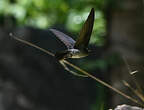 Salangane des Philippines