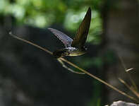 Salangane des Philippines