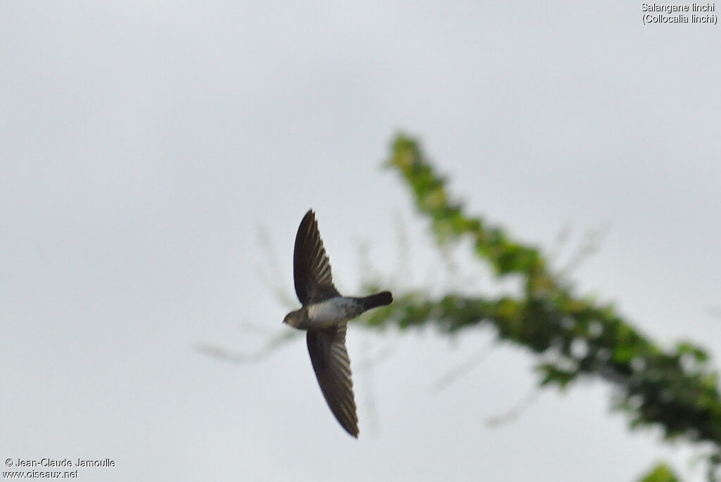 Cave Swiftlet, Flight