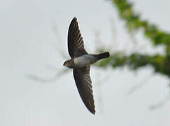 Cave Swiftlet