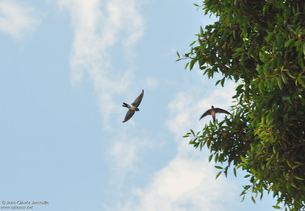 Cave Swiftlet, Flight