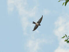 Cave Swiftlet