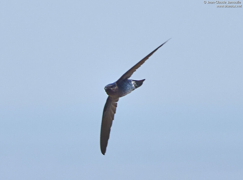 Glossy Swiftlet, Flight