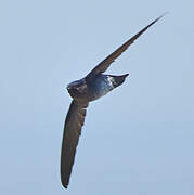 Glossy Swiftlet