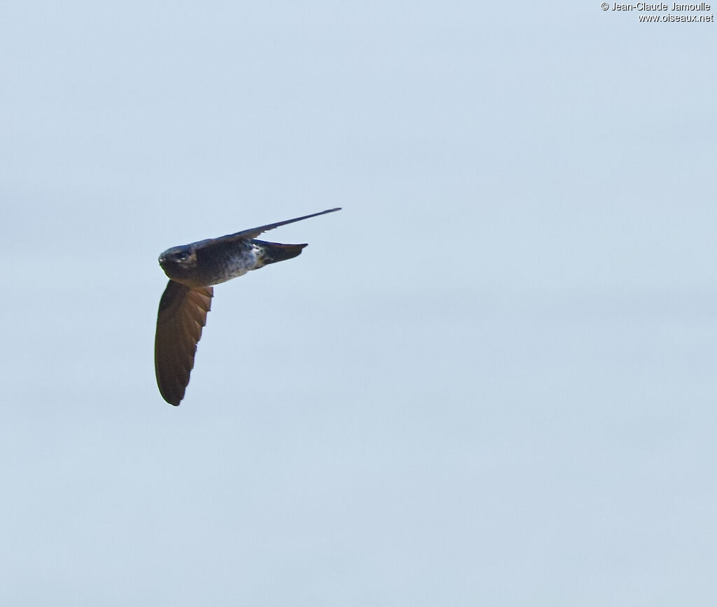 Glossy Swiftlet