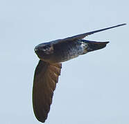 Glossy Swiftlet