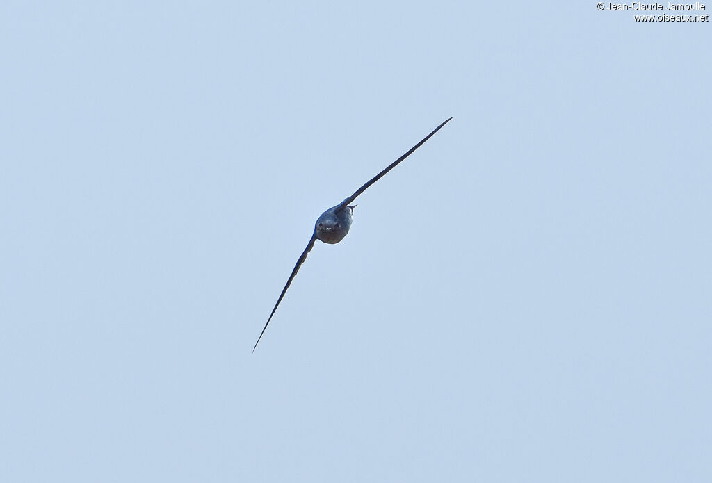 Glossy Swiftlet