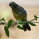 Saltator de Cabanis