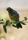 Saltator de Cabanis