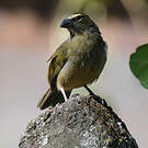 Saltator de Cabanis