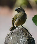 Saltator de Cabanis