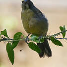 Saltator de Cabanis
