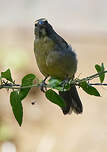 Saltator de Cabanis