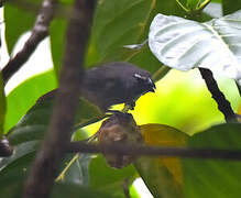 Cinnamon-bellied Saltator