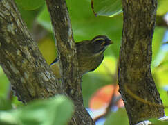 Lesser Antillean Saltator