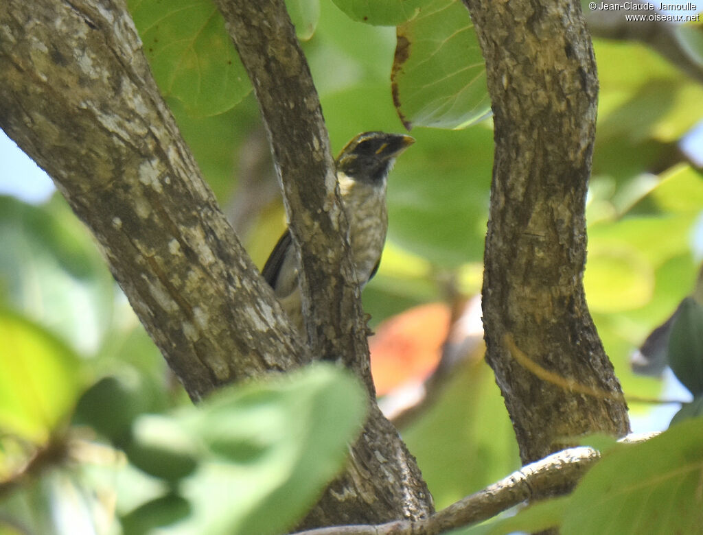 Lesser Antillean Saltator