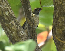 Lesser Antillean Saltator