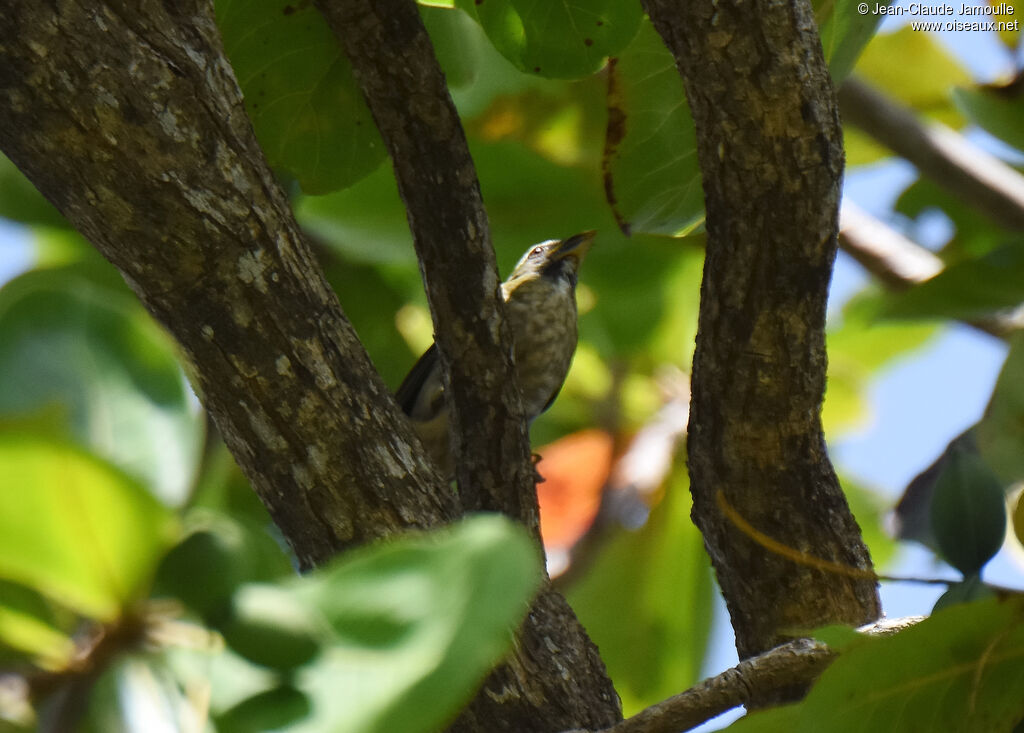 Lesser Antillean Saltator