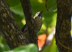 Lesser Antillean Saltator