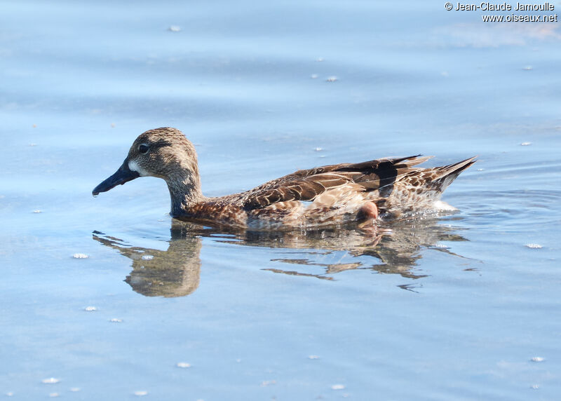 Blue-winged Teal female, identification, aspect, swimming, eats