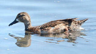 Blue-winged Teal