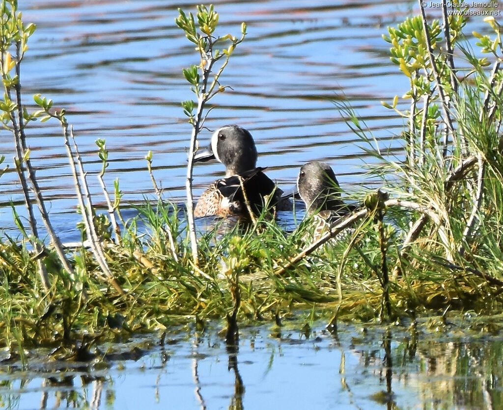 Sarcelle à ailes bleues