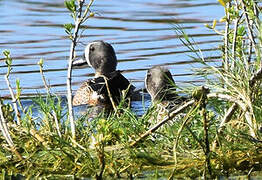 Blue-winged Teal