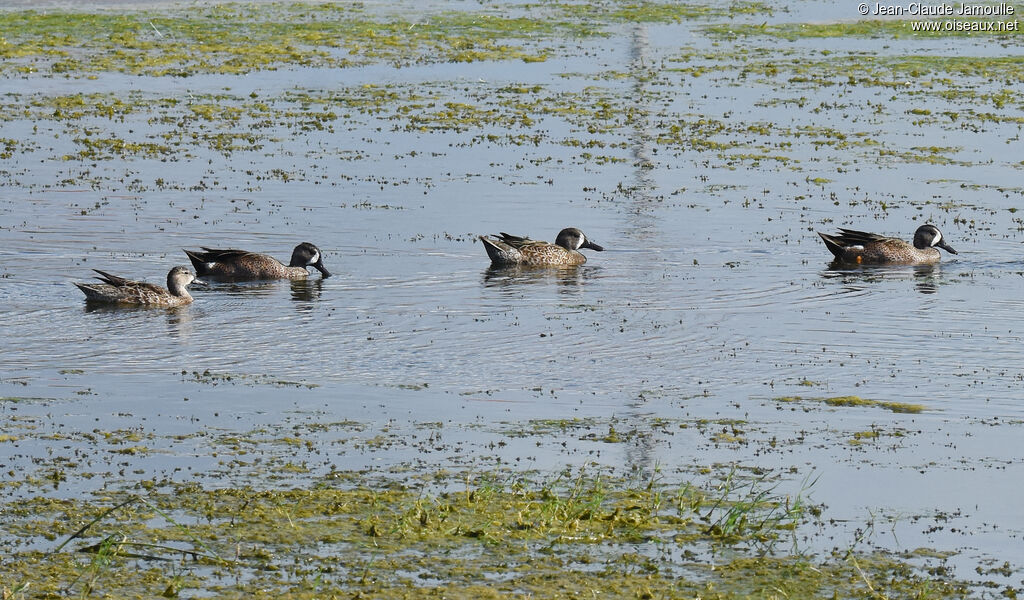 Blue-winged Teal